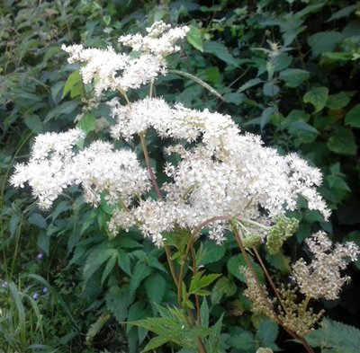 meadowsweet..jpg