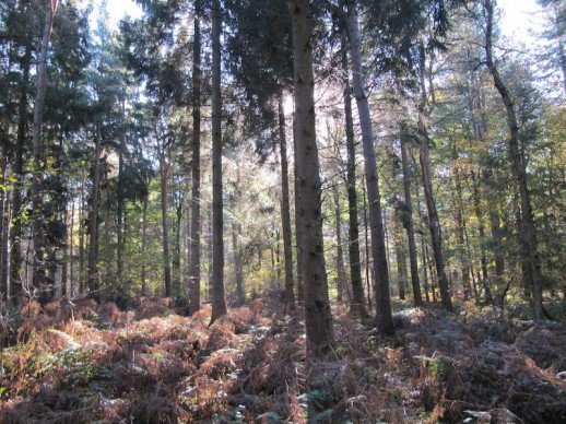 Rigby wood